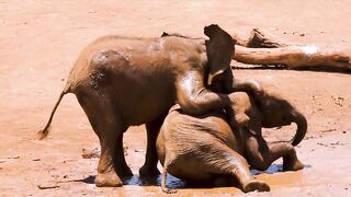 Funny animal Videos