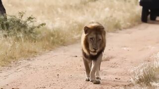 Hyena Suddenly Cooperates With Warthog To Attack Leopard To Save Baby Warthog - Great Movie Scene(720P_HD