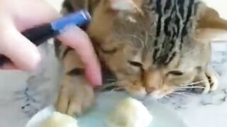 cute funny cats