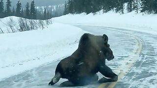Moose got sacared Tiktok #shorts