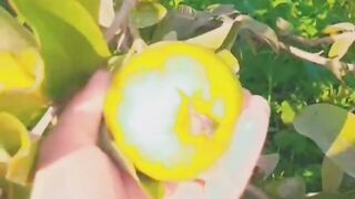 Beautiful garden/morning walk