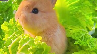 The cutest bunny rabbit baby compalition ever