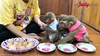 Very cute monkey kids eating eggs