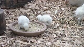 Cute chick
