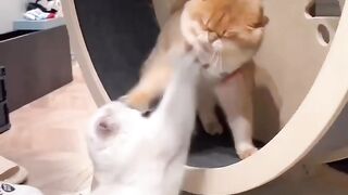 Cute cat