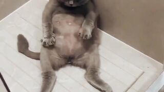 Funny cat????????????????????????