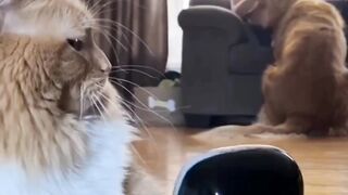 Funny cat and dogs????????????????