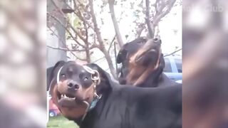 Funny animals videos 2022