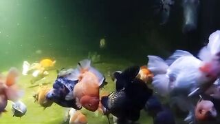 Koki fish 2