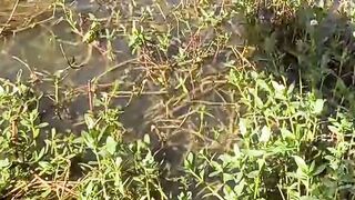 A lot of fishes come out and eat that. How ?