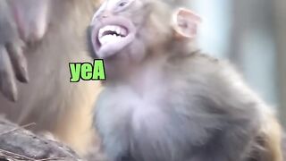 Monkey Forgets to Brush Teeth