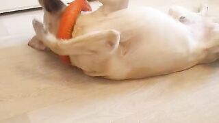 The dog got stuck in a toy