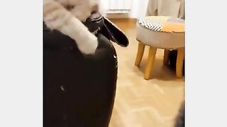 The cat 3