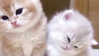 Kitten 9