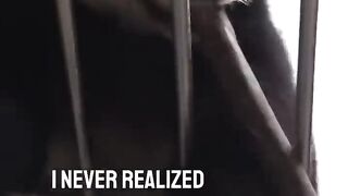 Watching a panda eat bamboo is so satisfying ????
