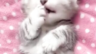 Kitten 10