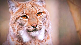 Animal amazing