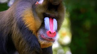 Animal amazibg