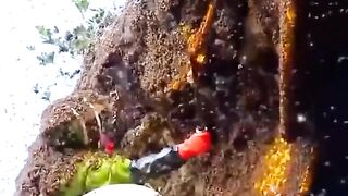 The man how to collect nectar see this