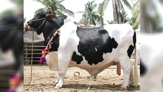 Tallest bull in the world belongs to which country.