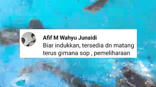 Bibis pakan air kolam jadi keruh, tanpa Bibis pakan air kolam hijau❗Apakah benar❓