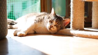 Cat ♥️???? 2