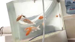 Swiming like fish