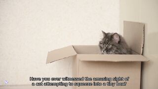 Funny Video of Animals