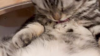 Little kitten American shorthair