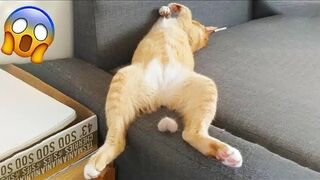 Funny Moments of Cats | Funny Video Compilation - Fails Of The Week