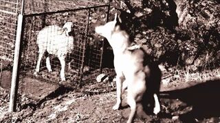 Hunting wolves in a cage - A wolf attacks a sheep in the mountain