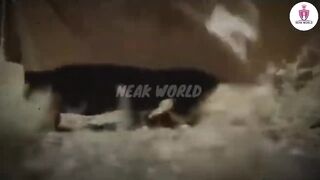 حضرت علی کی شہادت