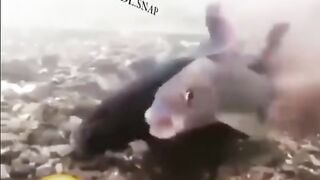 المتزوجين اول ليله هههههه