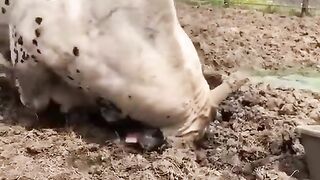 Animals 68