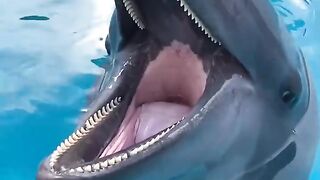 Animals 69