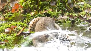 world wild life