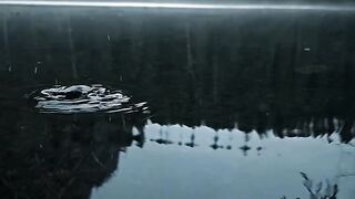 Forest + rain + evening = mood .....#moody #nature #outdoors #cinematic #calm