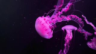 The world of fish and its types