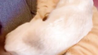 Pets #1 : Cats deeply in love