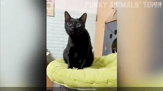 Cute cat ????❤????