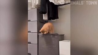 Cat figting ????????