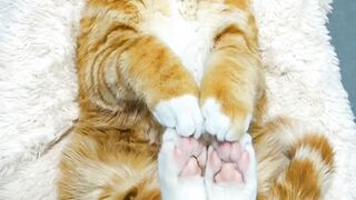 Pets #2 : Funny poses of cats when they sleep