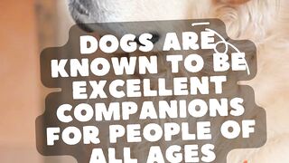 Can Busy People Have Dogs?
