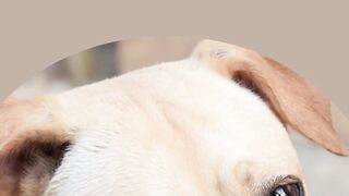 Dogs Are More adaptable Than You Think -  Here's How!