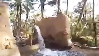 الواحة