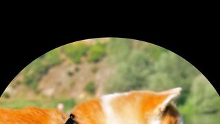 are Dogs Natural Swimmers and Water Lovers?