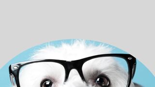 Dogs Who Saved Lives!