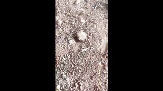 Pulling a scorpion out of its hole ...