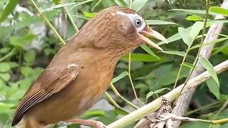 Beautiful birds wildlife Animal