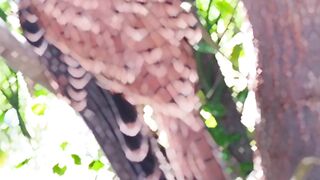 Falcon bird 2
